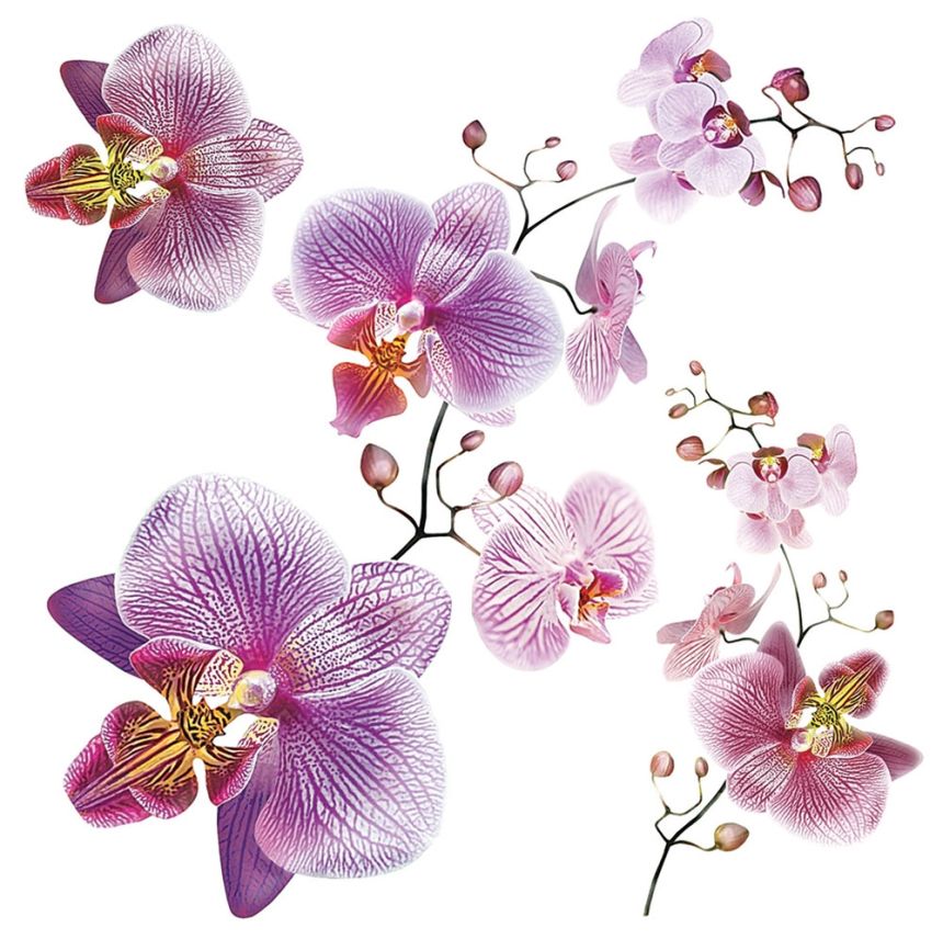 Self-adhesive wall decoration SS 3859, Orchid, AG Design