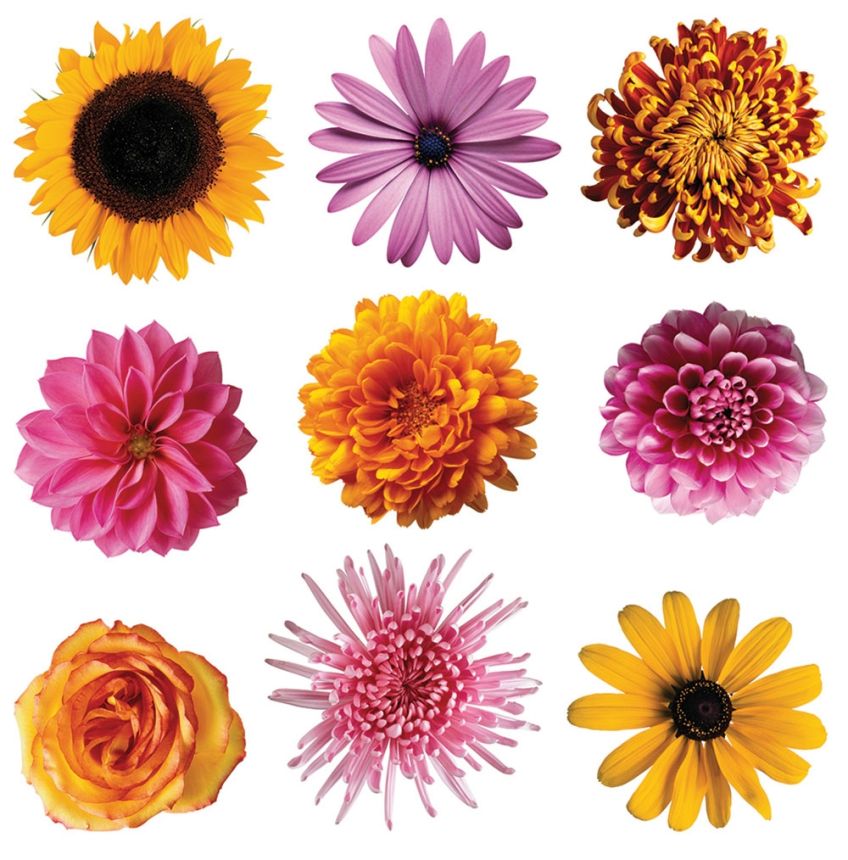 Self-adhesive wall decoration SS 3861, Flowers, AG Design