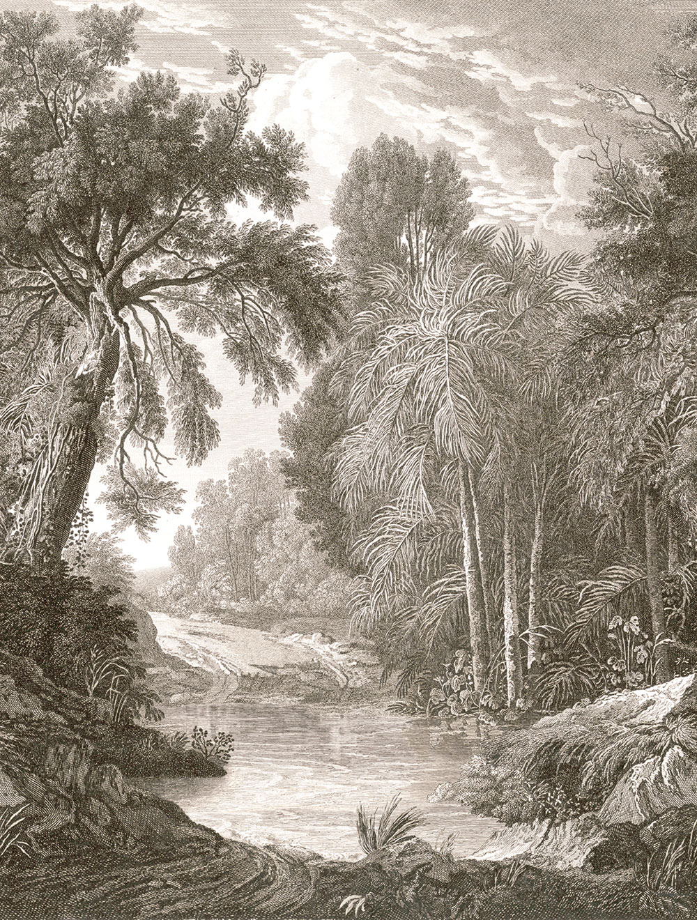 Non-woven wall mural, brown-grey, forest, trees, FW4019-2, Feature Walls, Decoprint