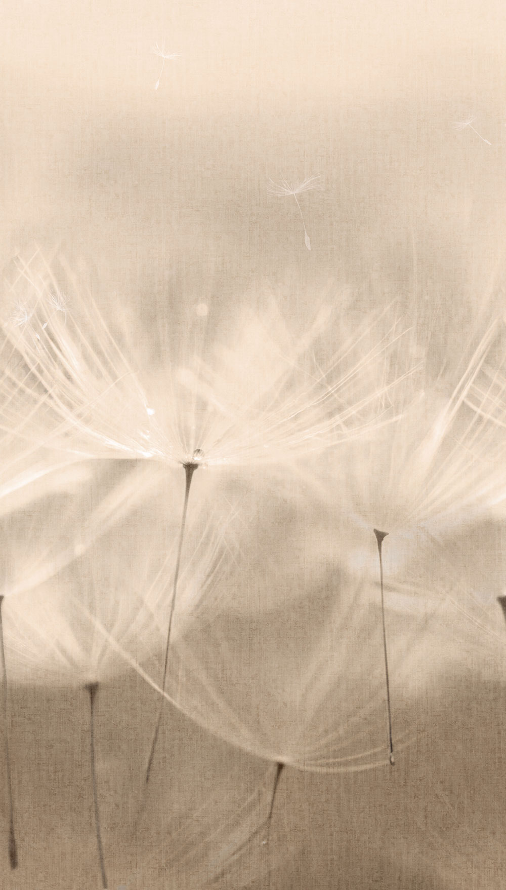 Beige wallpaper, Dandelions, 203801, One roll, one motif 2, Grandeco