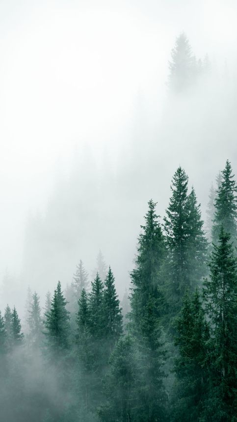 Custom Wall Mural, Spruce Forest, 10175, Vavex