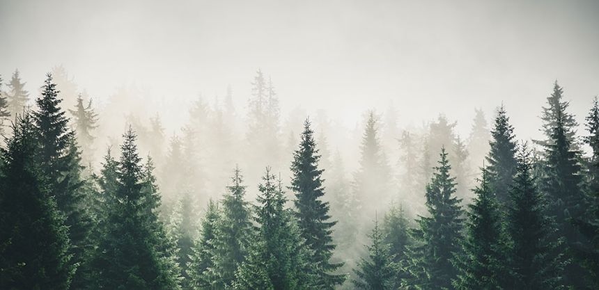 Custom Wall Mural, Coniferous Forest, 10185, Vavex