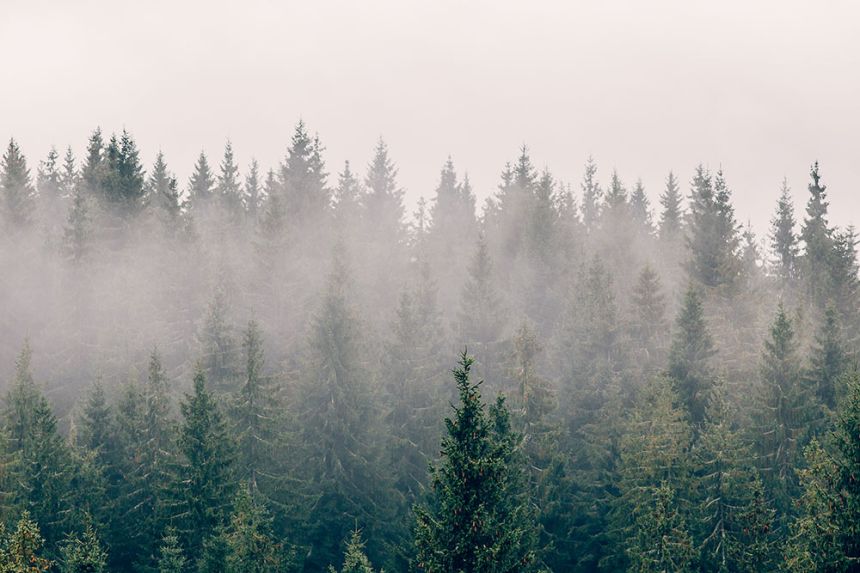 Custom Wall Mural, Mist Over the Forest, 10197, Vavex