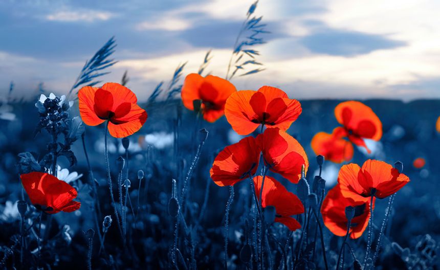 Custom Wall Murals, Poppies, 10202, Vavex
