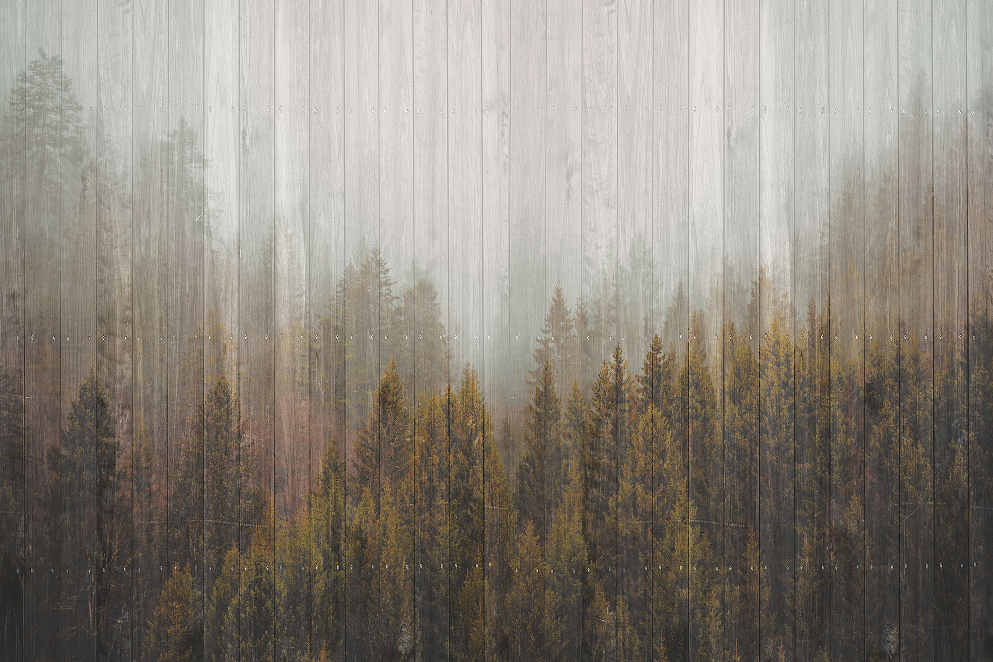 Custom wall murals, Wooden fence, forest, trees, 10229, Vavex