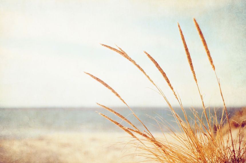 Custom wall murals, Coastal grass, sea, 10235, Vavex