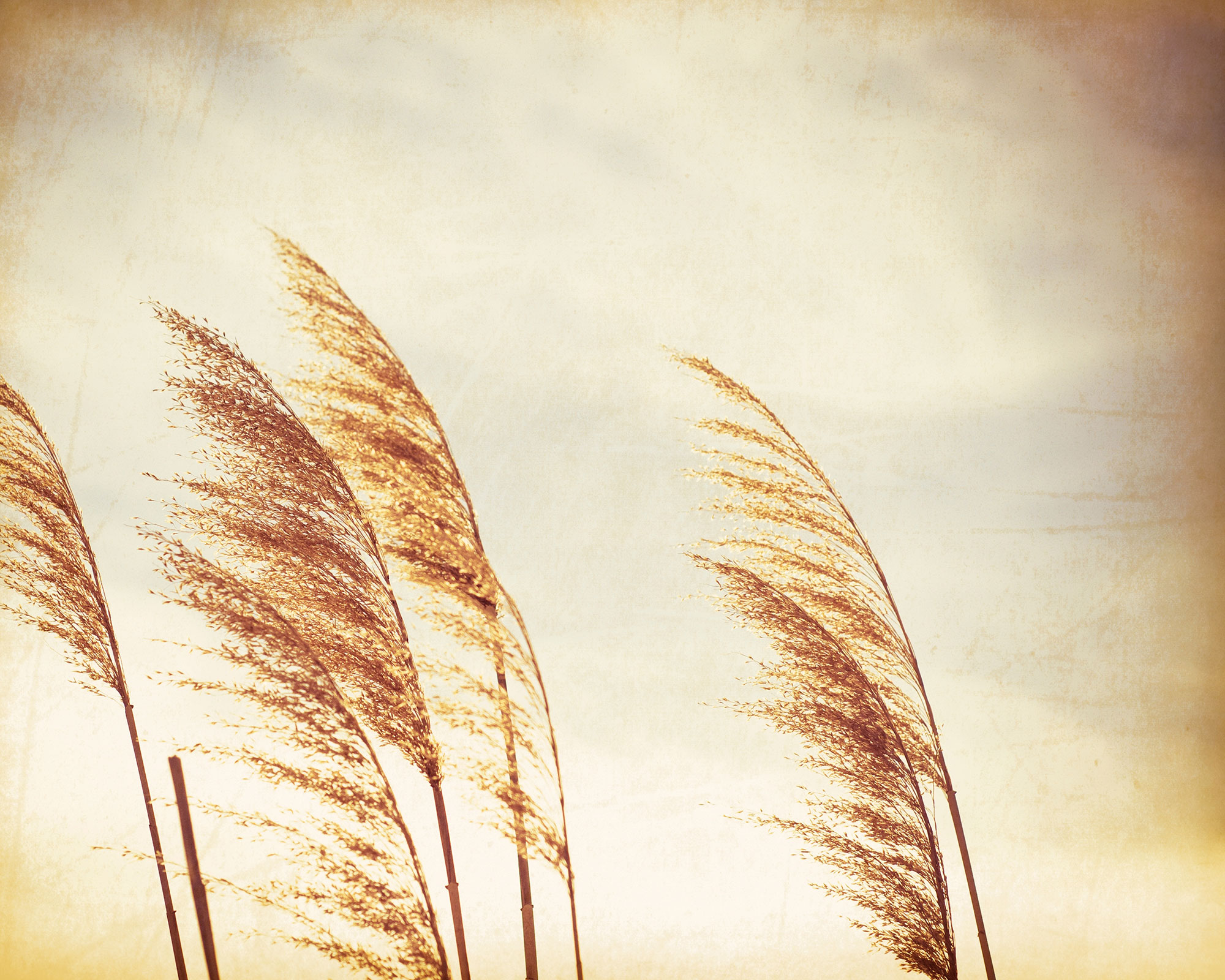 Custom wall murals, Ornamental grass, 10236, Vavex
