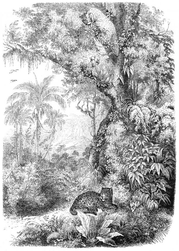 Non-woven black and white wall mural - leopard in the jungle - 158945, 200x279cm, Paradise, Esta
