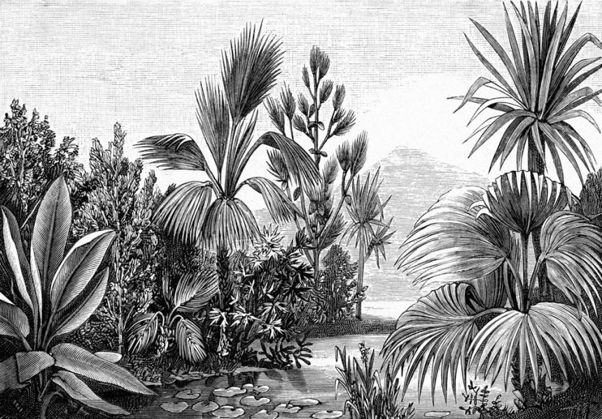 Non-woven black and white wall mural - jungles, palm trees 158953, 350x279cm, Paradise, Esta